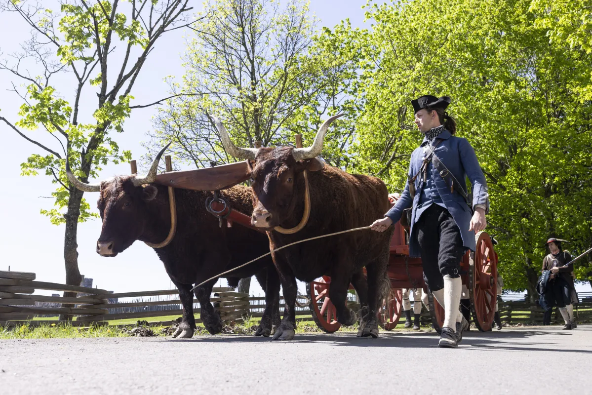 fort ticonderoga oxe