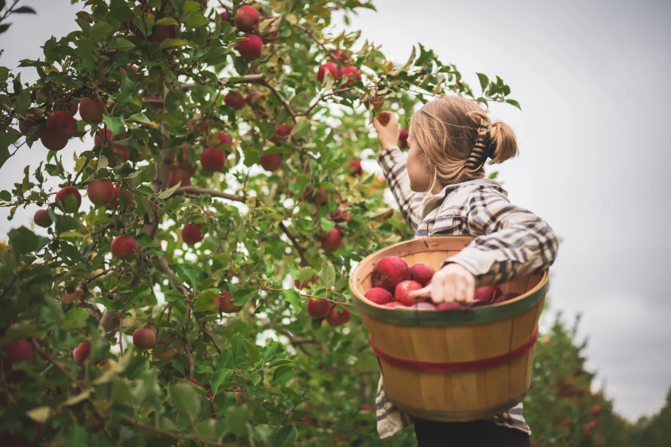 Apple picking in the fall.
