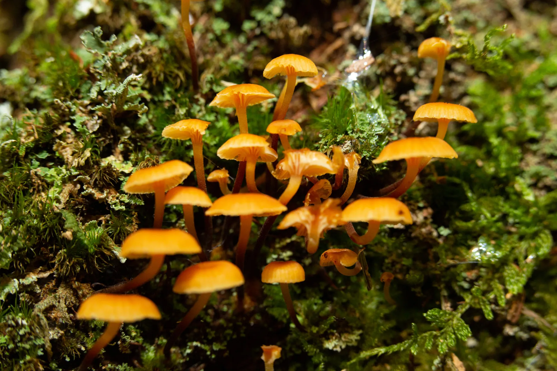 Mushrooms in moss
