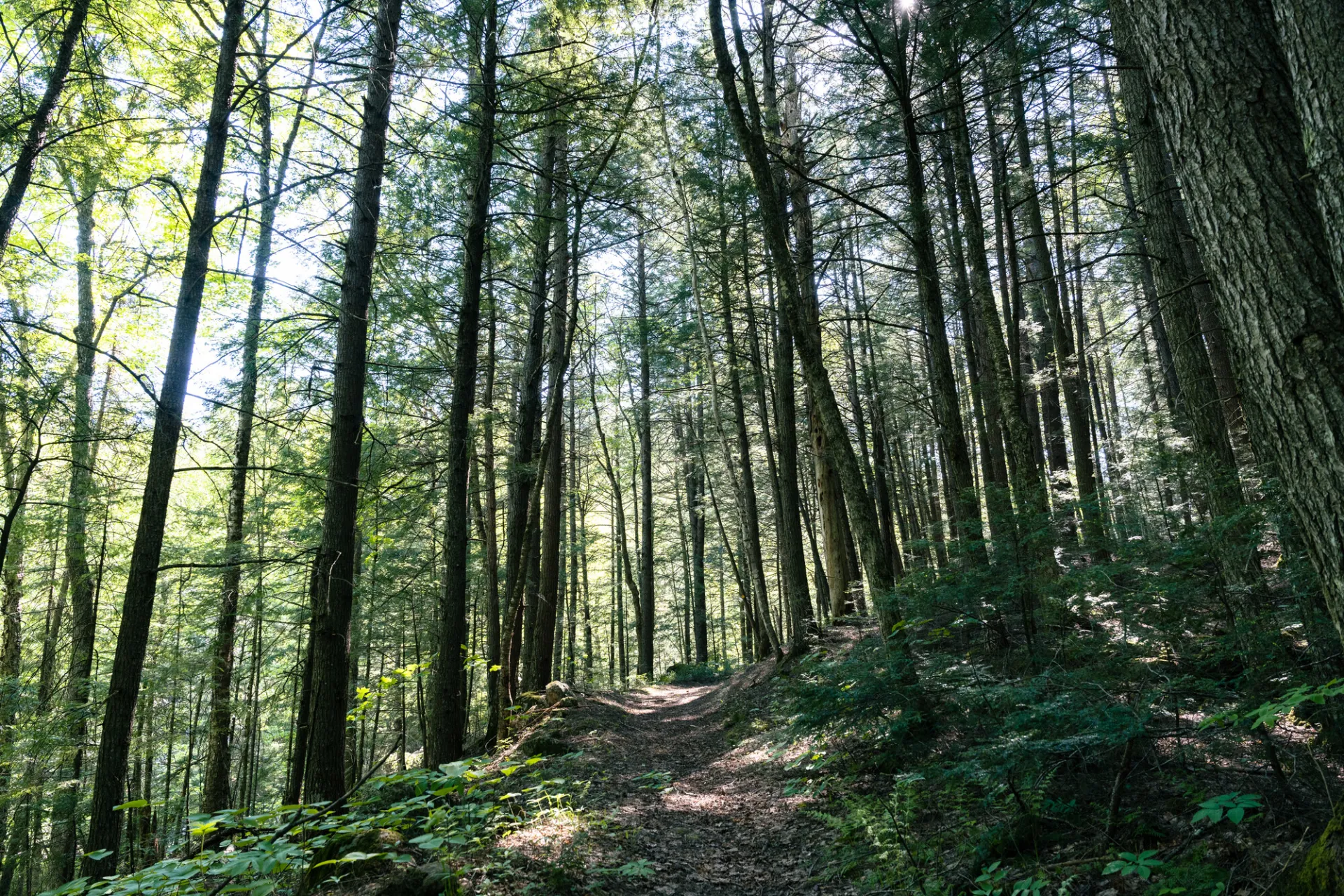 Tall, skinny trees on a hiking trail