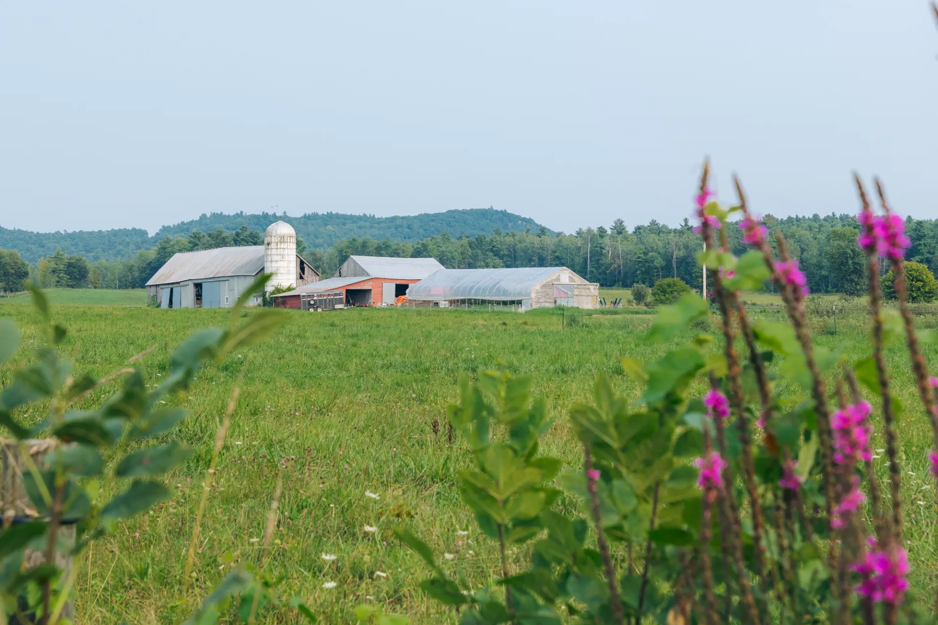 A farm in summer with wild flowers in the foreground.