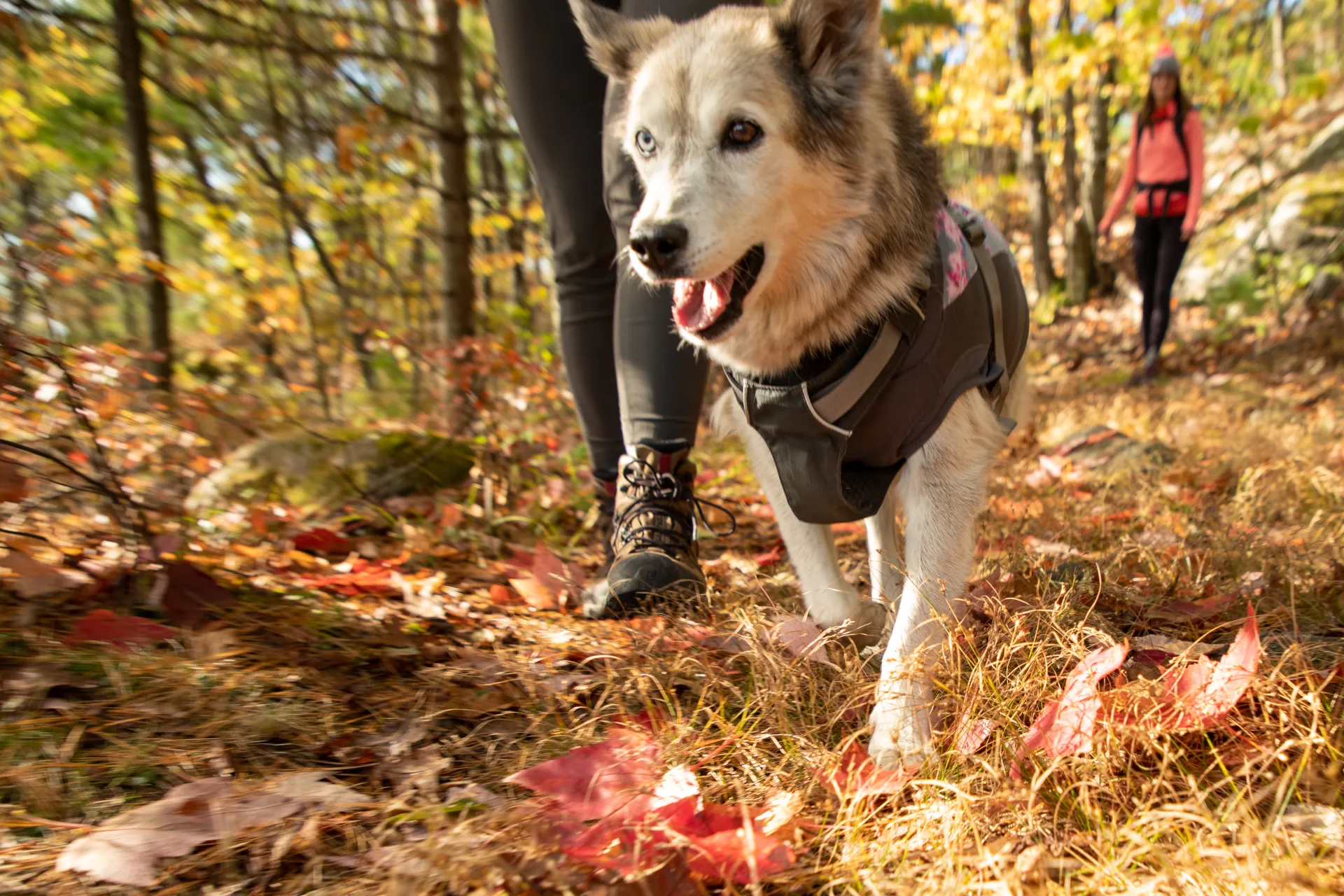 A wonderful hike up Rattlesnake Mountain for acres of foliage viewing.
