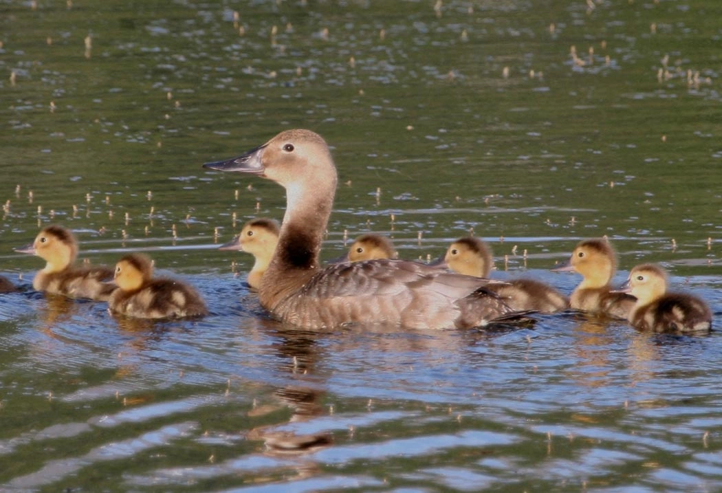 Canvasback duck and her brood on the water.