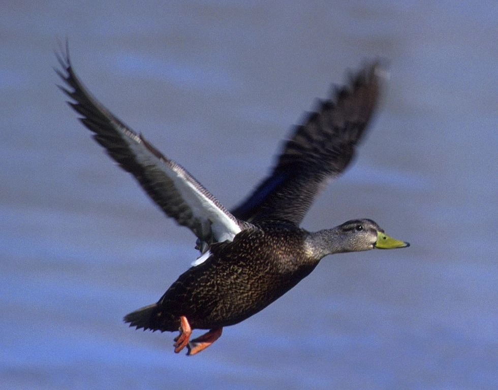Acquatic birds abound on the Adirondack shores of Lake Champlain.