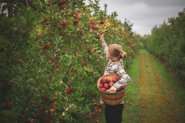 apple picking