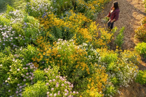 Abundant rudbeckia & asters from above