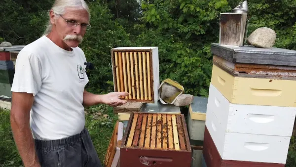 man tending a beehive