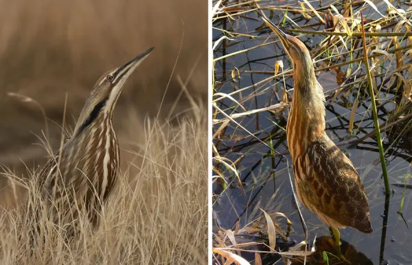 The American Bittern is found is Adirondack wetlands.