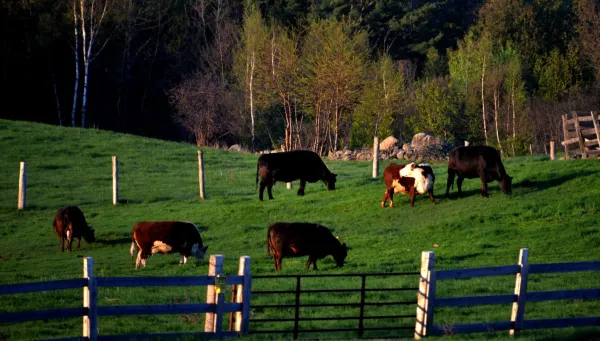image of cattle in a field