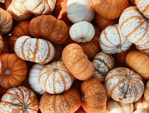 image of small pumpkins