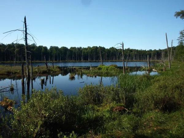 View of a pond with some standing dead trees