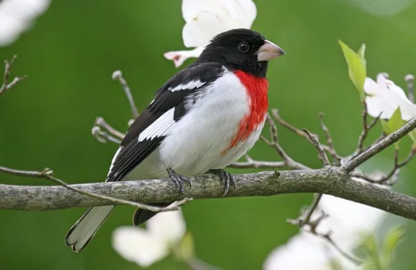 A black, red, and white bird in a tree
