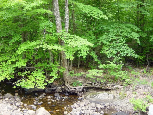 The abundant water sources make this a cool, scenic, ride.