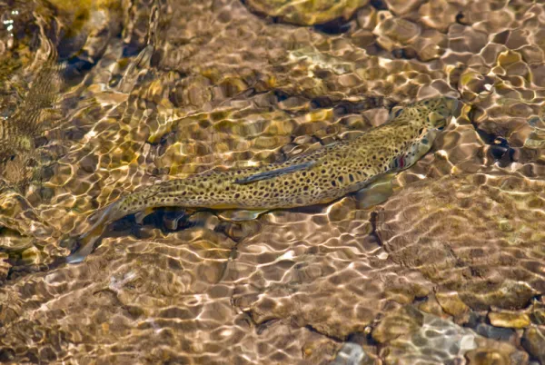 Great trout fishing in Clear Pond.