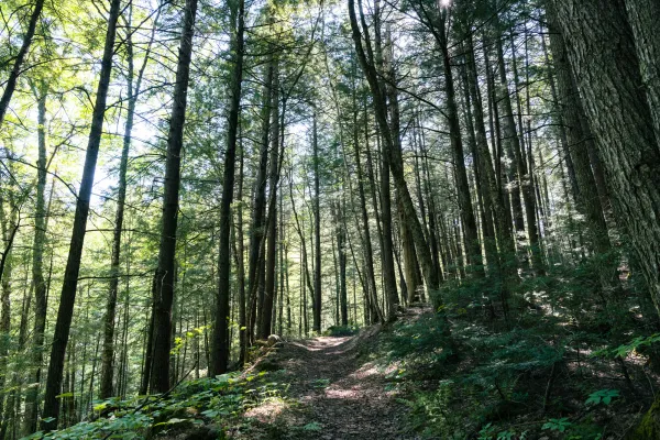 Tall, skinny trees on a hiking trail
