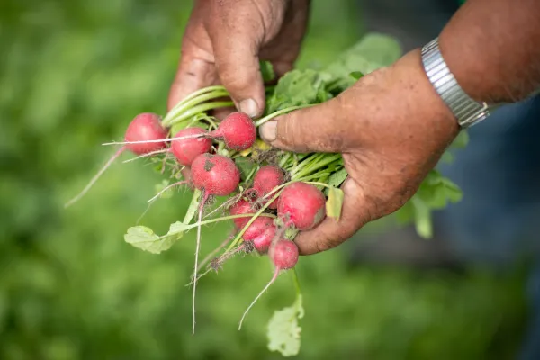 raddish