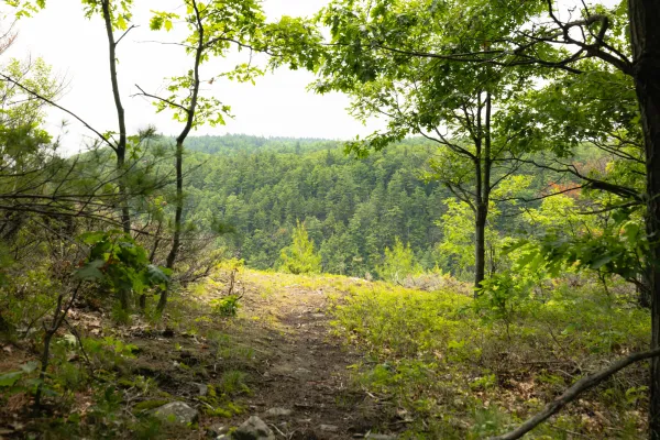 An opening in the trees towards Big Hollow.