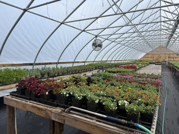 A view of the inside of the greenhouse with annuals on many tables