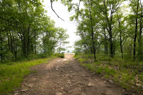 The approach to a forested overlook