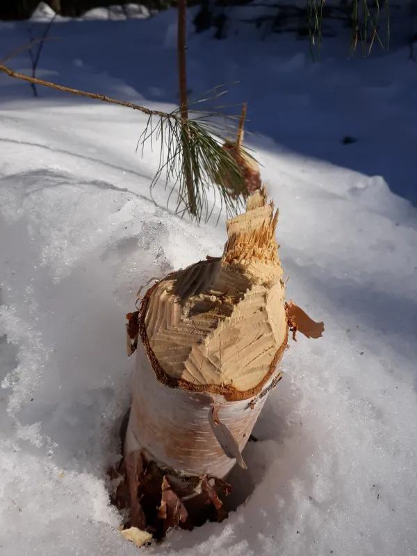 A stump chewed by a beaver