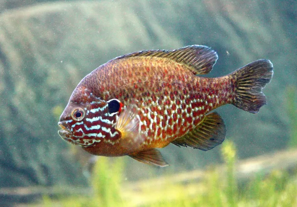 Pumpkinseed and other panfish are in Long Pond.