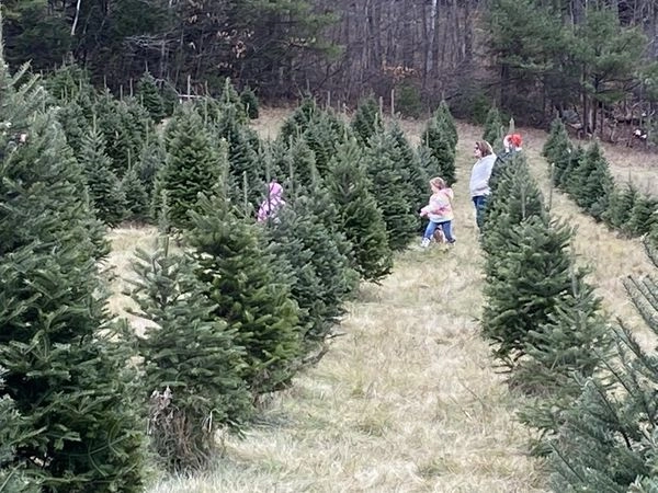 A family walking through the rows of the Christmas tree fields.