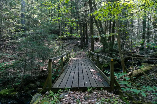 A wooden bridge in the woods