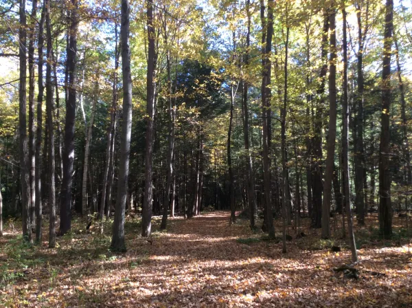 This trail leads to the beach on Lake Champlain.
