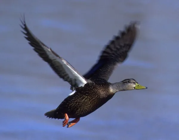 Acquatic birds abound on the Adirondack shores of Lake Champlain.