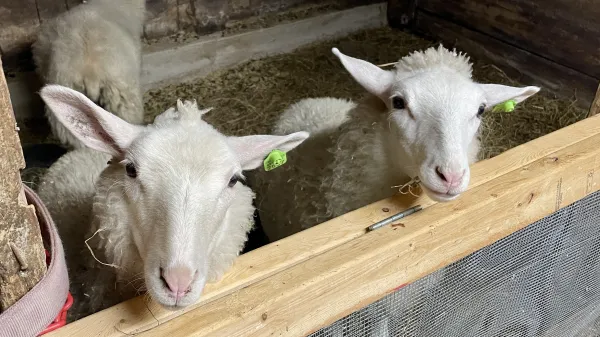 goats
