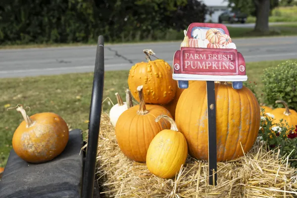 Orange and white pumpkins of a variety of sizes are clustered on a hay bale and black farm cart. A sign says "Farm fresh pumpkins".